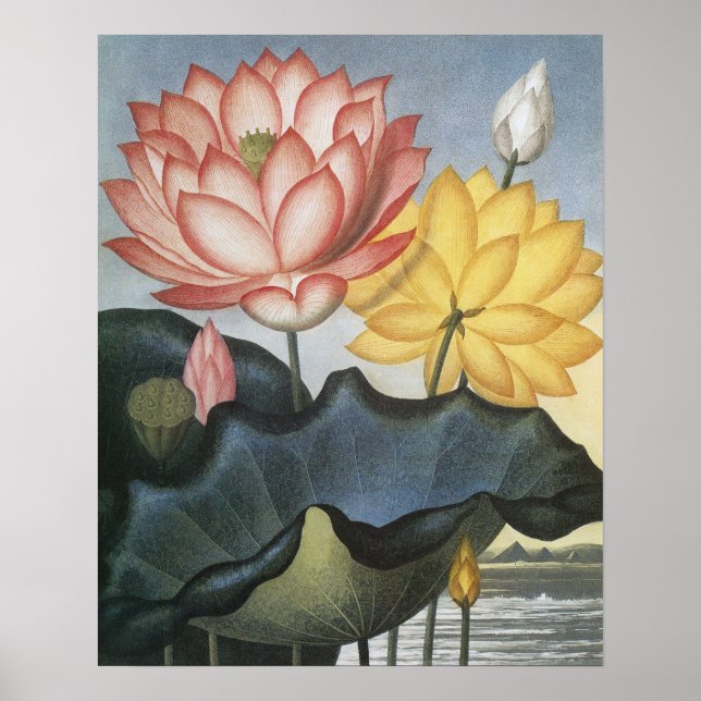 Affiches Fleurs de Lotus vintages, Le Haricot Égyptien Sacr (Devant)