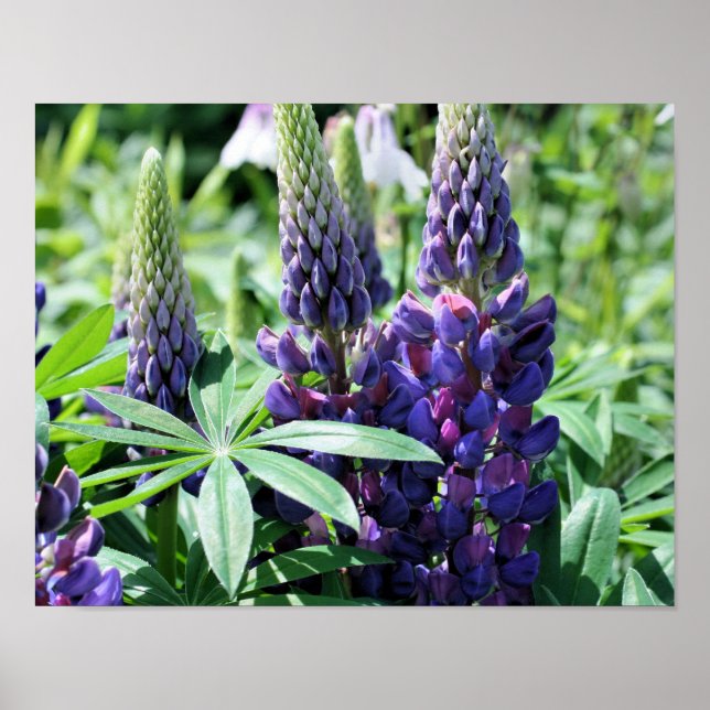 Affiches Fleurs de lupine violette (Devant)