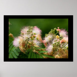 Affiches Fleurs de mimosa