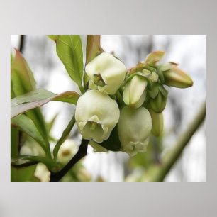 Affiches Fleurs de myrtille