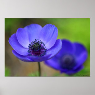 Affiches Fleurs de pavot bleu