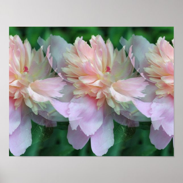 Affiches Fleurs de pivoine rose Multipliées (Devant)