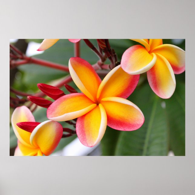 Affiches Fleurs de Plumeria rouge et jaune 3 (Devant)