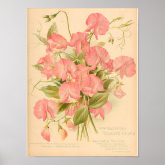 Affiches Fleurs de pois doux