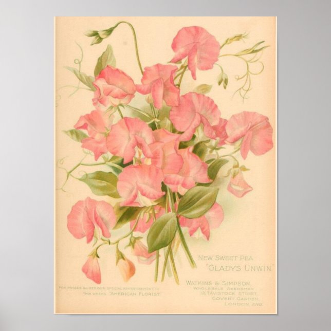 Affiches Fleurs de pois doux (Devant)