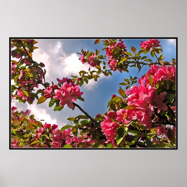 Affiches Fleurs de pommes de terre (Devant)