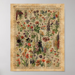 Affiches Fleurs de prés colorées Herbes Dictionnaire Art