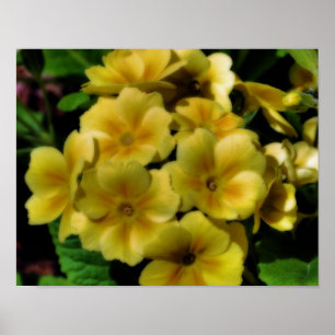 Affiches Fleurs de Primrose jaune Orton Art