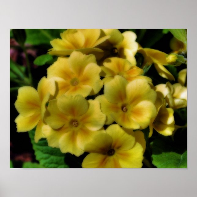 Affiches Fleurs de Primrose jaune Orton Art (Devant)