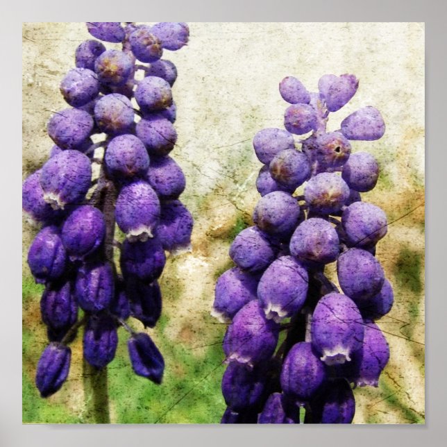 Affiches Fleurs de printemps (Devant)