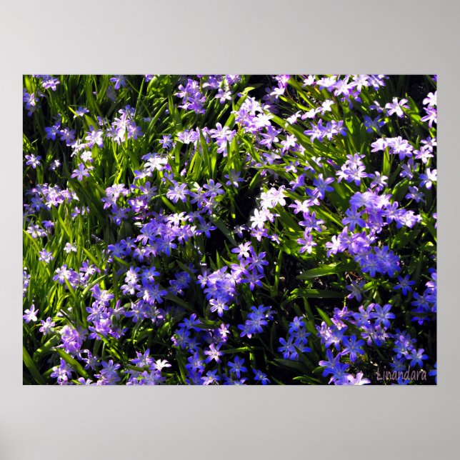 Affiches Fleurs de printemps Blue Squale (Devant)