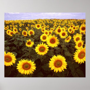 Affiches Fleurs de soleil