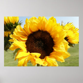 Affiches Fleurs de soleil