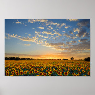 Affiches Fleurs de soleil au coucher du soleil 12x8 pouces