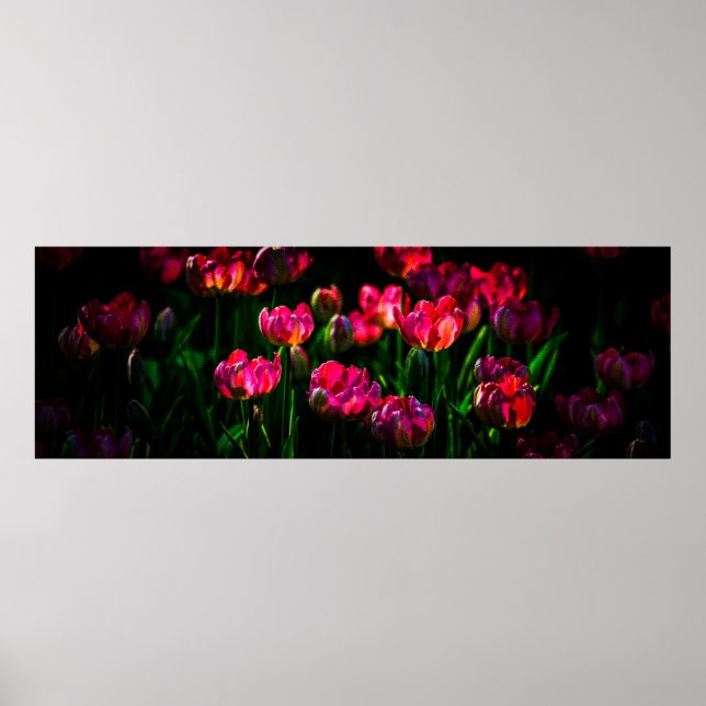 Affiches Fleurs de tulipe roses (Devant)