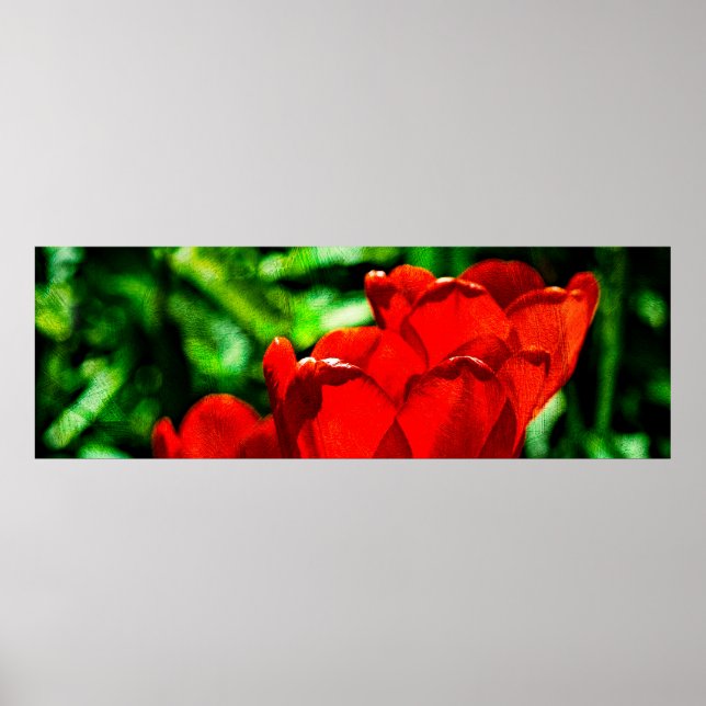 Affiches Fleurs de tulipes rouges (Devant)