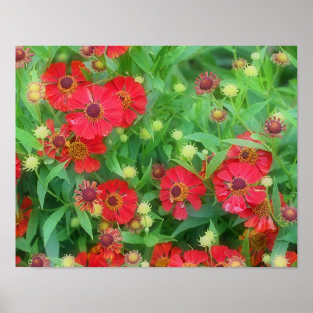 Affiches Fleurs de Zinnia rouge qui s'estompent (Devant)