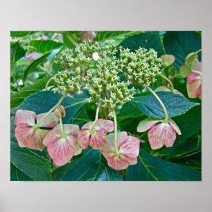 Affiches Fleurs d'hortensia à capuchon de dentelle rose - A