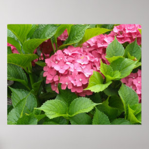 Affiches Fleurs d'hortensia rose foncé