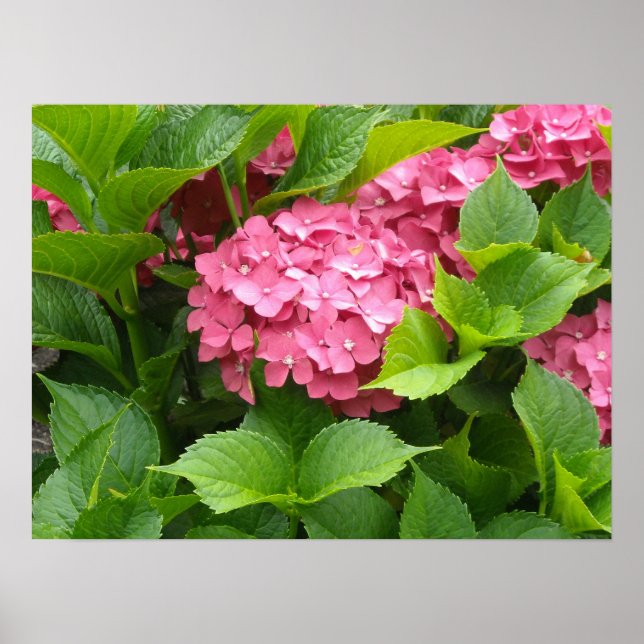 Affiches Fleurs d'hortensia rose foncé (Devant)