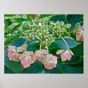 Affiches Fleurs d'Hydrangea Casquette en dentelle rose - Po