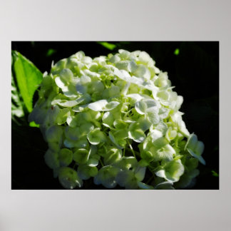 Affiches Fleurs d'hydrangées vertes
