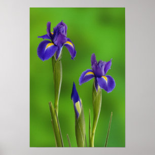 Affiches Fleurs d'iris