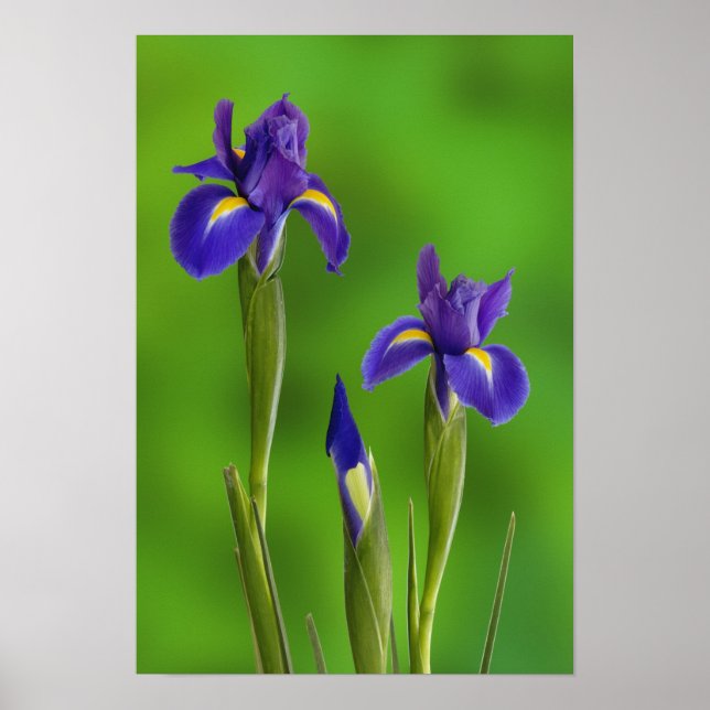 Affiches Fleurs d'iris (Devant)