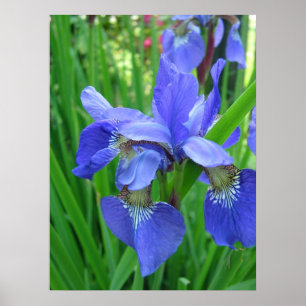 Affiches Fleurs d'iris bleu printemps et feuilles verts