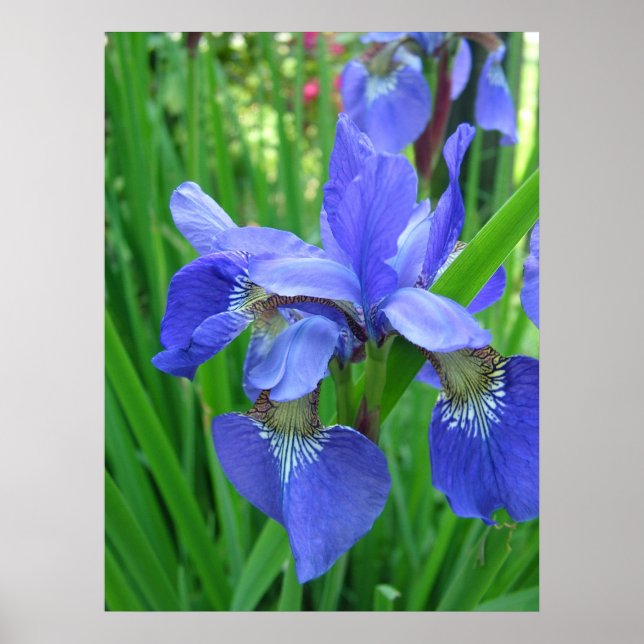 Affiches Fleurs d'iris bleu printemps et feuilles verts (Devant)