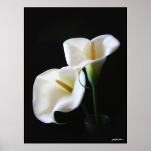 Affiches Fleurs élégantes 13 de zantedeschia