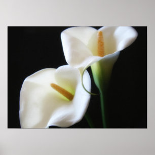 Affiches Fleurs élégantes 13 de zantedeschia