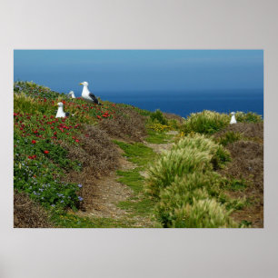 Affiches Fleurs et mouettes sur l'île Anacapa