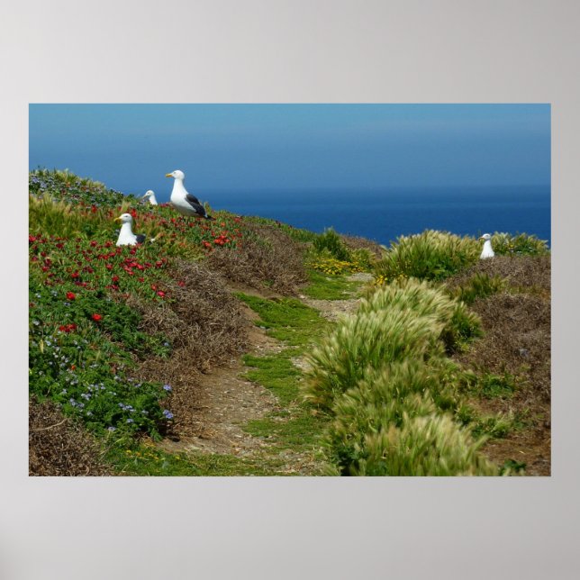 Affiches Fleurs et mouettes sur l'île d'Anacapa (Devant)