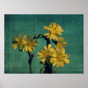Affiches Fleurs jaunes