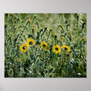Affiches Fleurs jaunes