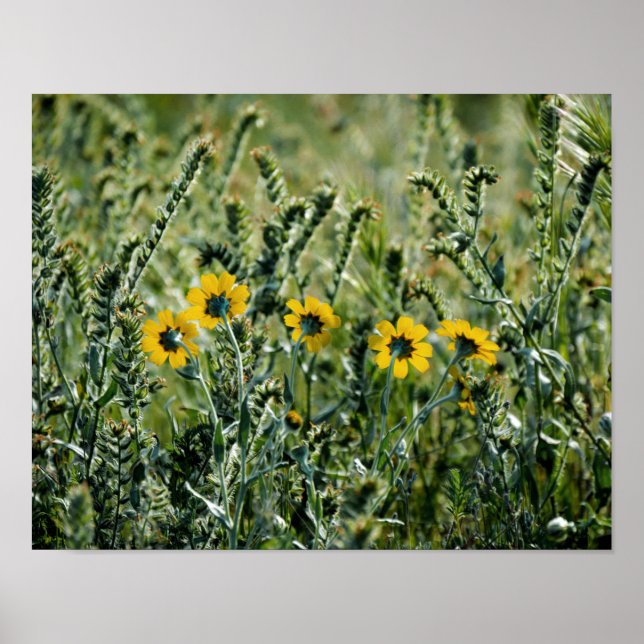 Affiches Fleurs jaunes (Devant)