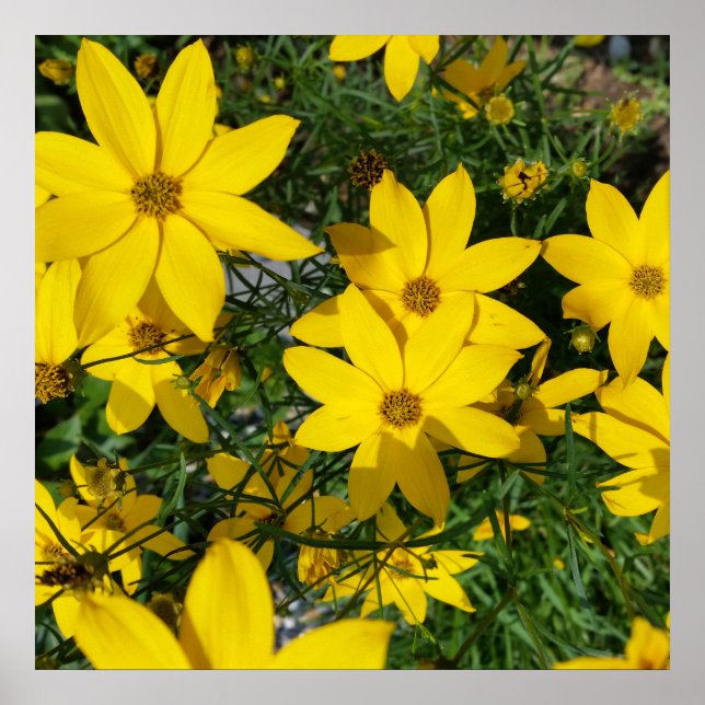 Affiches fleurs jaunes (Devant)