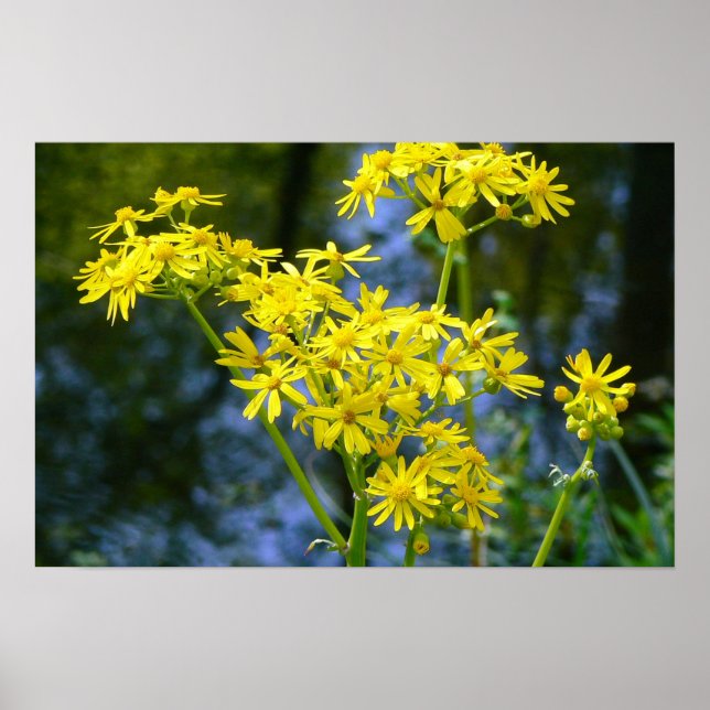 Affiches Fleurs jaunes (Devant)