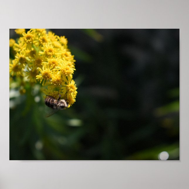 Affiches Fleurs Jaunes Bee Bumblebee Nature Photographie (Devant)