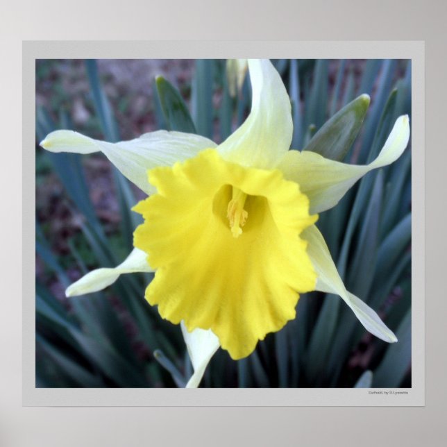Affiches Fleurs Jaunes Daffodils Daffodil Photo (Devant)
