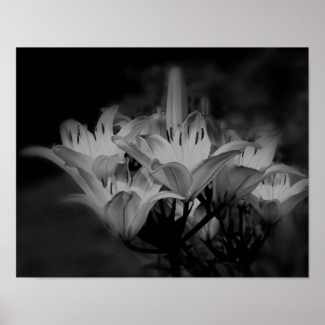 Affiches Fleurs Lys En Noir Et Blanc (Devant)