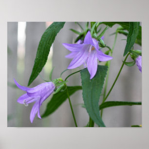 Affiches Fleurs Lys violettes délicates