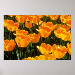 Affiches Fleurs oranges de tulipes