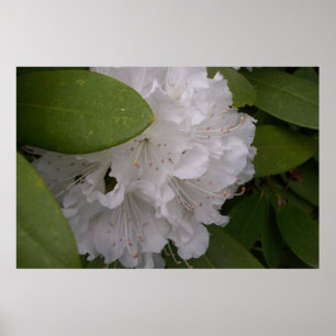 Affiches Fleurs Rhododendron blanches Rhododendron