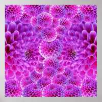 Fleurs rose PomPom Dahlia