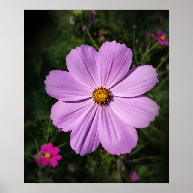 Affiches fleurs rose vif (Devant)