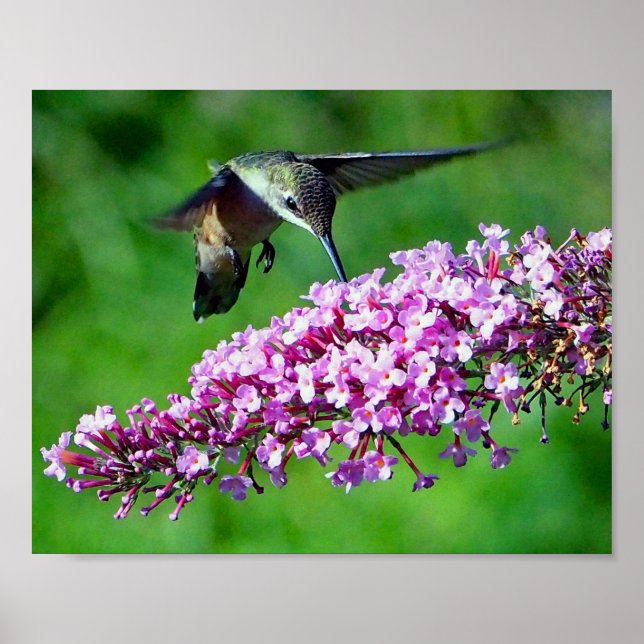 Affiches Fleurs roses de colibri Photo Faune (Devant)