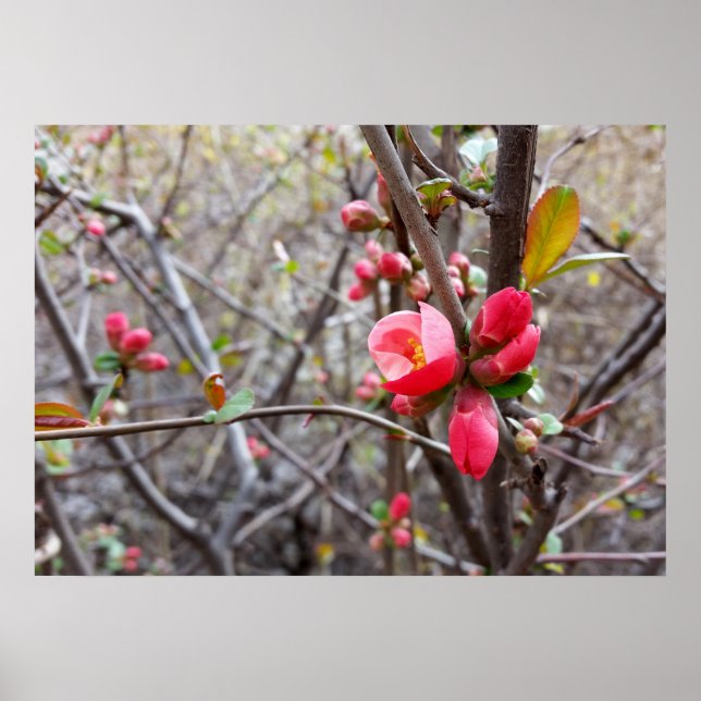 Affiches fleurs rouges (Devant)