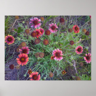 Affiches Fleurs sauvages